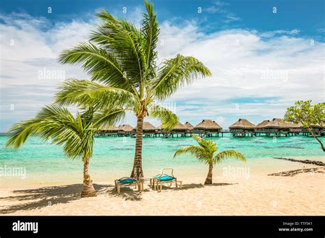 Spiaggia con lettini e palme