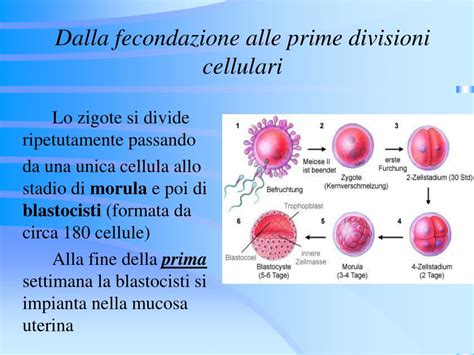 Fecondazione e prime divisioni cellulari