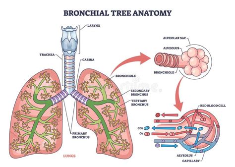 rappresentazione schematica delle vie aeree e dell'albero bronchiale
