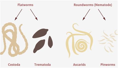 Tipi comuni di vermi intestinali nel gatto