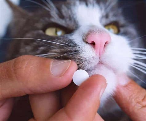 Programma di sverminazione del gatto