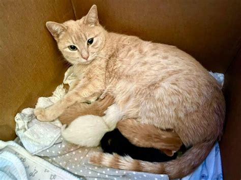 Visita veterinaria per gatta incinta