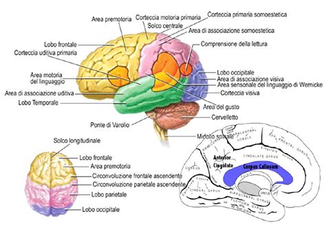 Diagramma che mostra le aree cerebrali coinvolte nell'ADHD