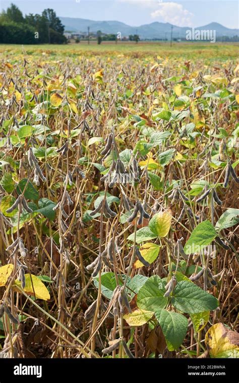 Campo coltivato a soia con baccelli maturi