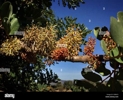 Albero di carrubo in fiore