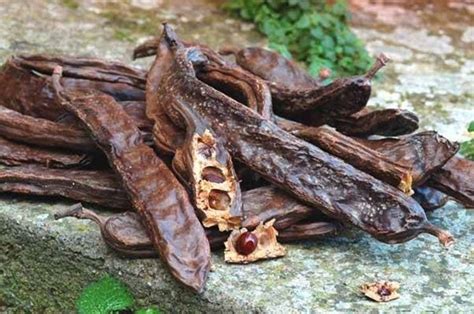 Sezione di un baccello di carruba con semi