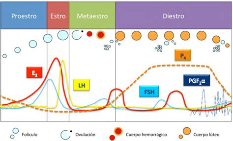 Ciclo estrale della cagna