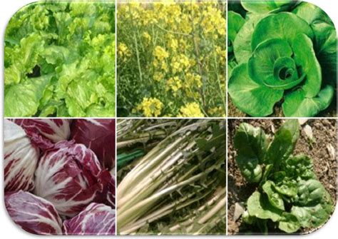 Pianta di broccoli e altri ortaggi a foglia verde