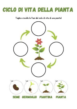 Ciclo di vita di una pianta