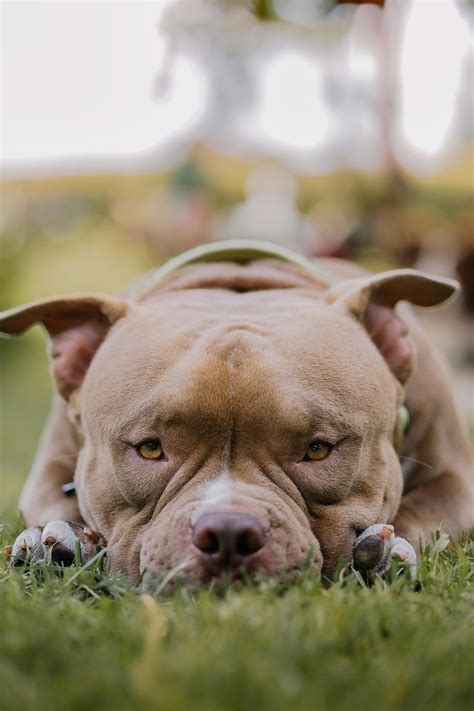 Pitbull con espressione calma