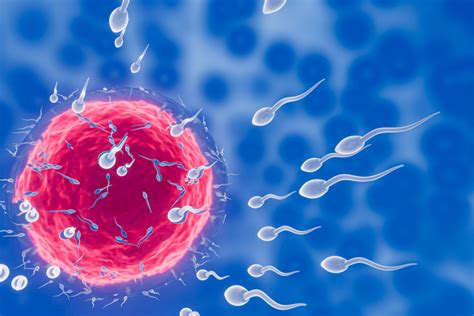 Rappresentazione schematica di ovulo e spermatozoi