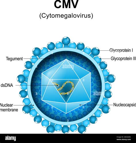 Microscopio che mostra particelle virali di Citomegalovirus
