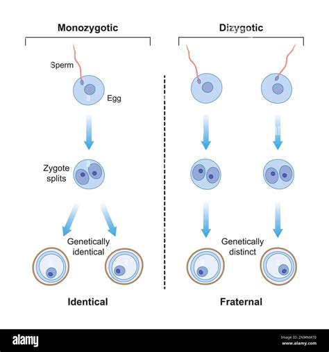Illustrazione della fecondazione di due ovociti da parte di due spermatozoi per gemelli dizigoti