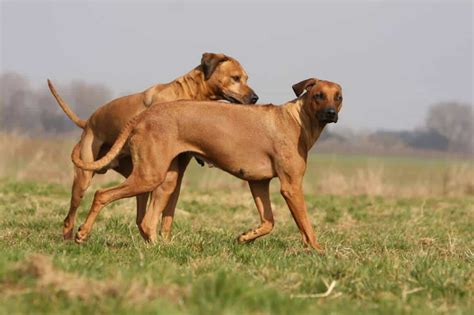 Coppia di cani durante l'accoppiamento