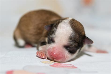 Cuccioli appena nati che allattano