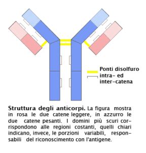 Diagramma della trasmissione degli anticorpi dalla madre al feto