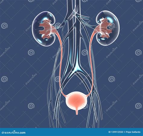 Illustrazione anatomica del sistema urinario con enfasi sui reni e gli ureteri
