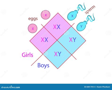 Esami per la determinazione del sesso del feto