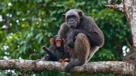 Scimpanzé madre e cucciolo in un momento di tenerezza