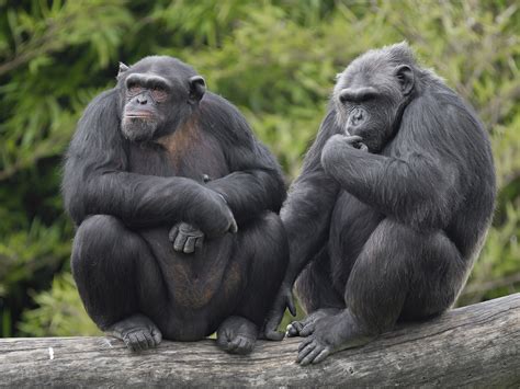 Gruppo di scimpanzé con cuccioli
