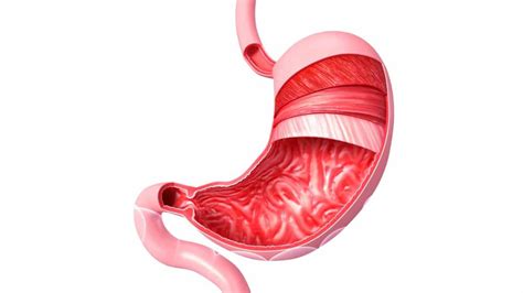 infografica che mostra la posizione dell'utero e la pressione sullo stomaco