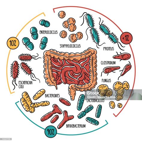 Microbiota intestinale umano