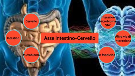 Diagramma che illustra l'asse intestino-cervello