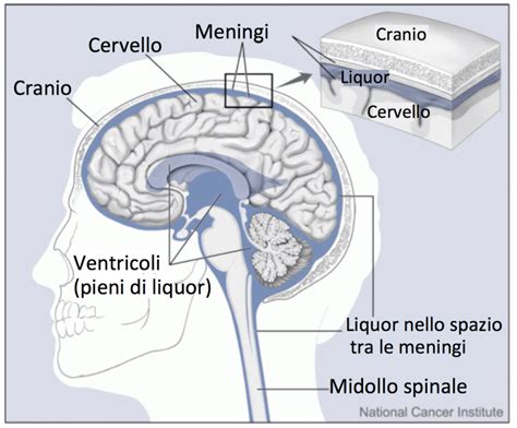 Diagramma della struttura delle meningi che circondano il cervello e il midollo spinale
