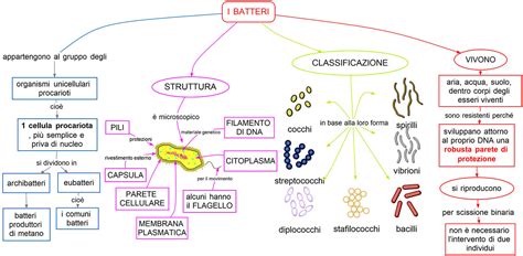 Infografica che illustra i principali batteri causatori di meningite e le loro caratteristiche