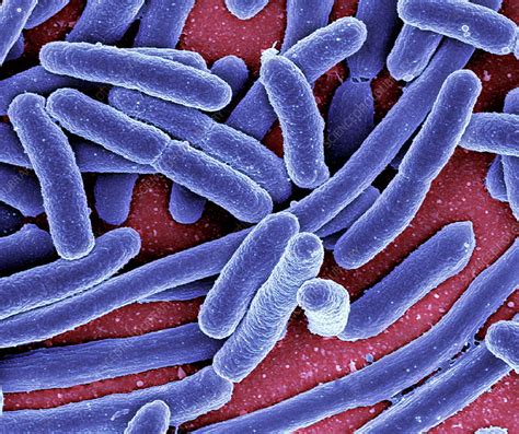 Rappresentazione microscopica del batterio Escherichia coli