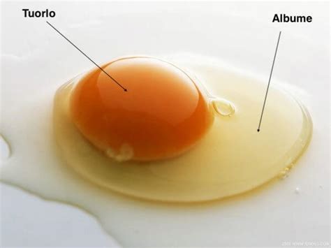 Schema nutrizionale che confronta tuorlo e albume