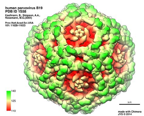 Microscopia elettronica del Parvovirus B19