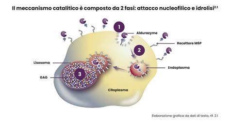 Schema del meccanismo d'azione degli inositoli