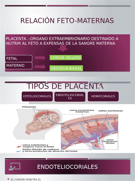 Feto e iponutrizione materna