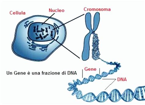rappresentazione stilizzata della struttura proteica e del gene AFP sul cromosoma 4