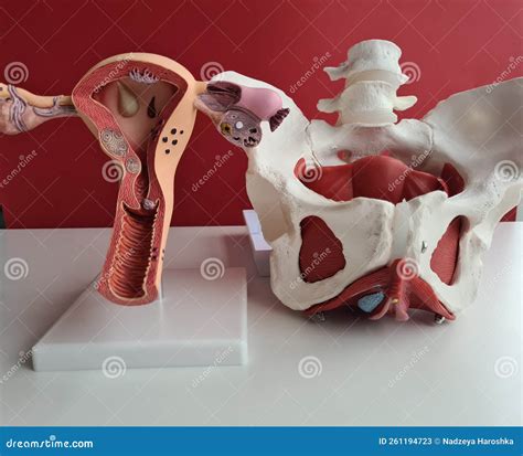 anatomia dell'utero e delle strutture circostanti