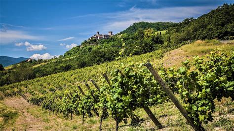 Vigneti della tenuta di Nipozzano, simbolo dell'unione tra tradizione agricola e innovazione