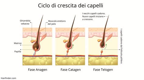 Schema che mostra l'influenza degli ormoni sulla crescita dei capelli e della pelle