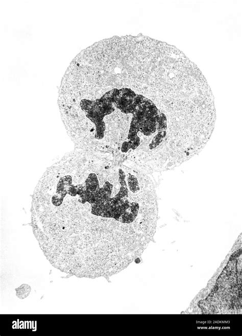 rappresentazione microscopica di un embrione umano in fase di divisione cellulare