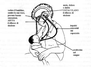 Meccanismo del riflesso di emissione del latte