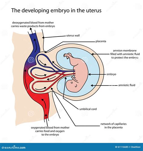 Illustrazione che mostra l'impianto dell'embrione nell'utero