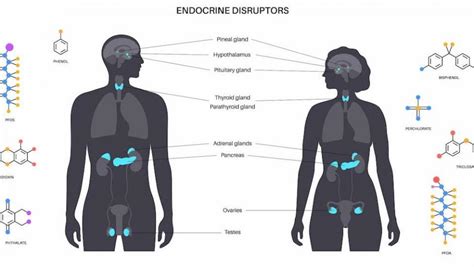 schema semplificato di come gli interferenti endocrini interagiscono con il sistema ormonale