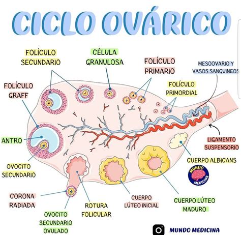 rappresentazione schematica del ciclo ovarico e del rilascio dell'ovulo