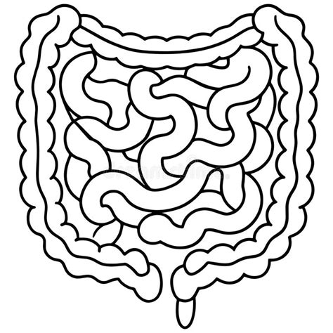 schema illustrativo del sistema placentare gemellare