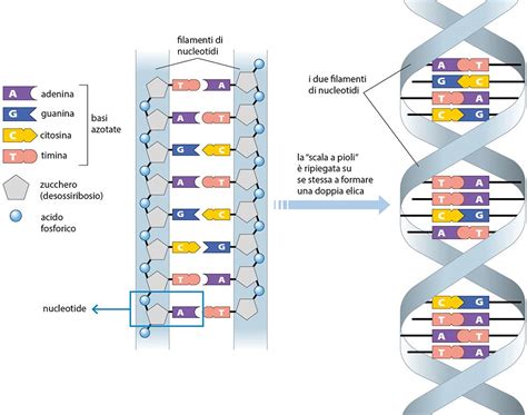 Illustrazione stilizzata di DNA con tre componenti distinti