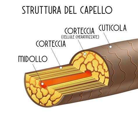 Confronto tra struttura del capello trattato con tinta chimica e tinta vegetale