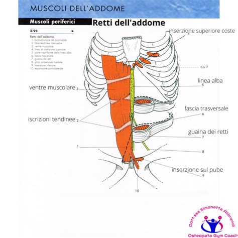 schema anatomico dei muscoli retti addominali e della linea alba