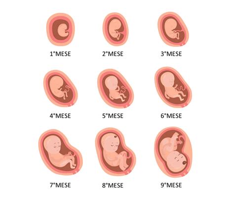 Sviluppo del feto per trimestre