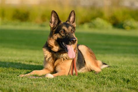 Cane Pastore Tedesco con pannolino che gioca serenamente all'aperto