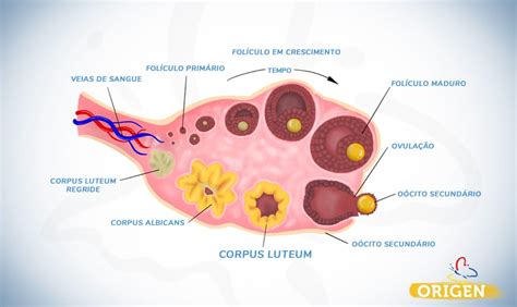 diagramma del corpo luteo che secerne progesterone